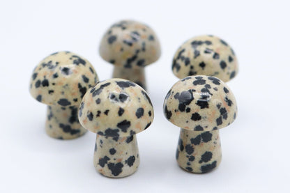 Mini Mushrooms - Evolve Supply Co. Evolve Supply Co.
