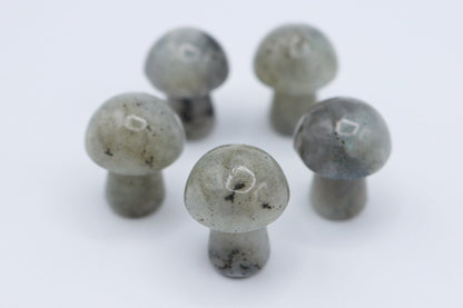 Mini Mushrooms - Evolve Supply Co. Evolve Supply Co.